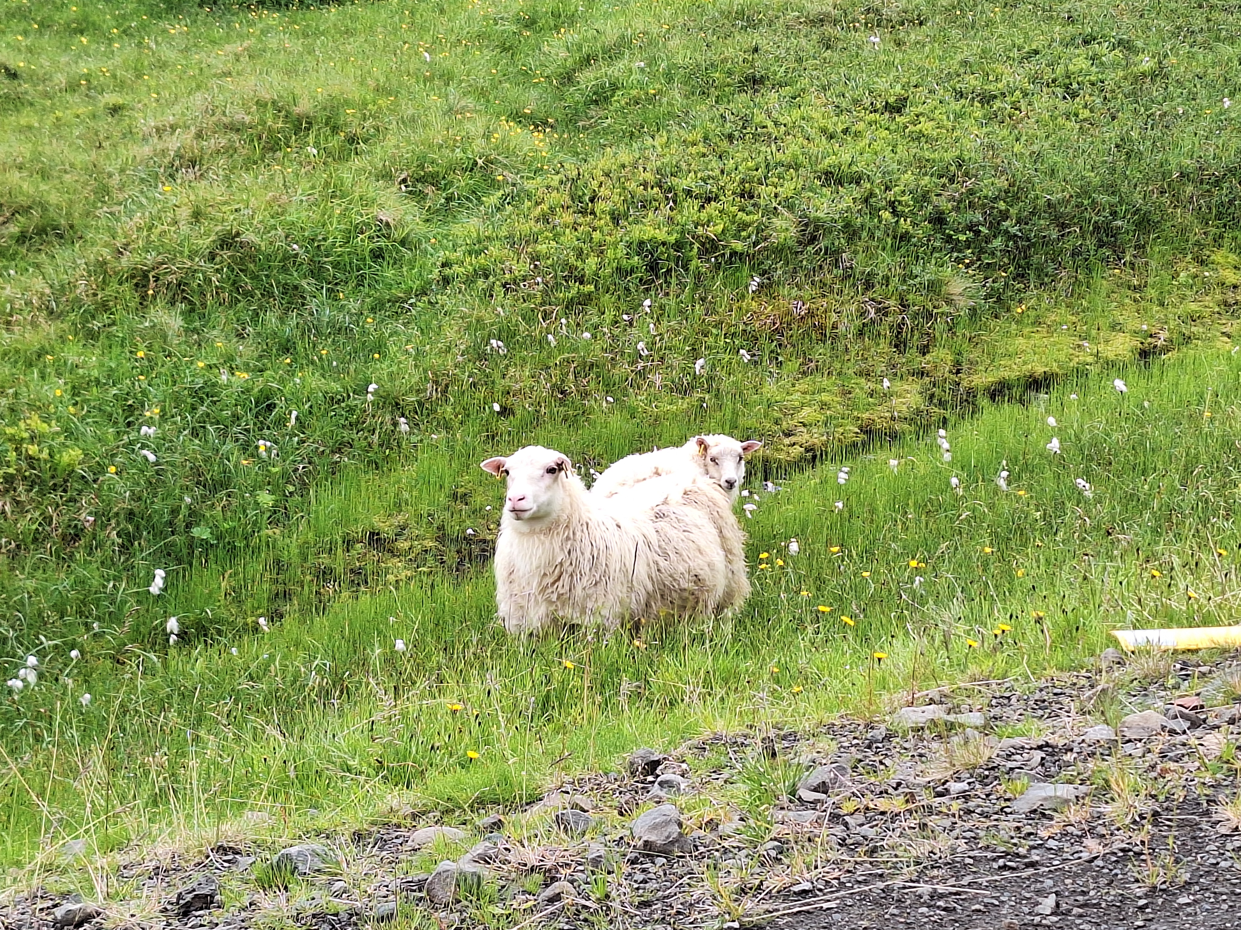 dem sheep